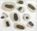 Lot: Assorted Devonian Trilobites - Pieces #76914-1
